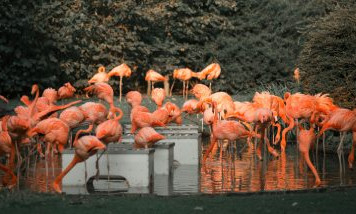 Zoo-Besuch Arcachon Bucht