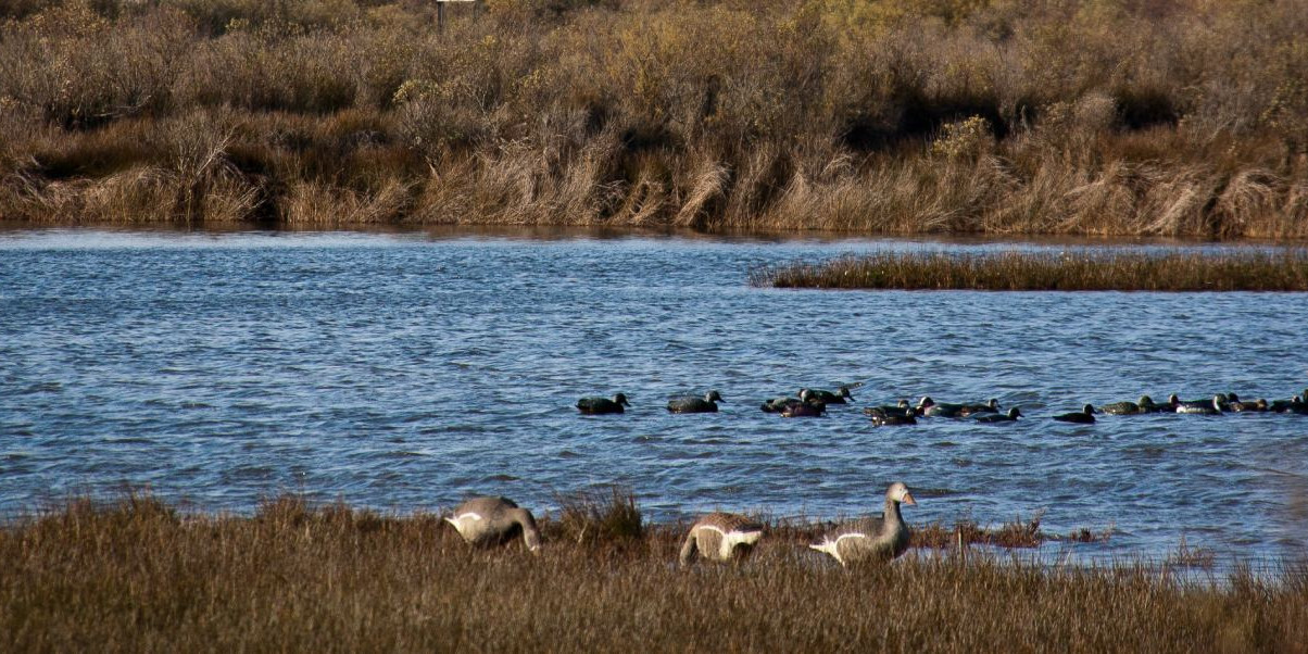 Ornithological Park of Teich