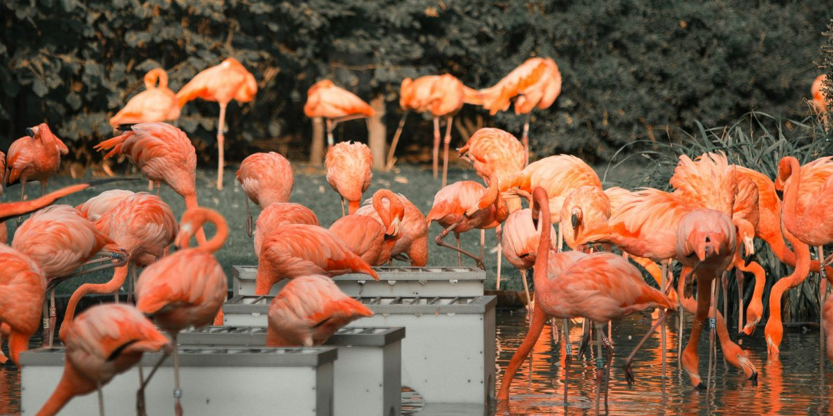 Visit zoo Arcachon Bay