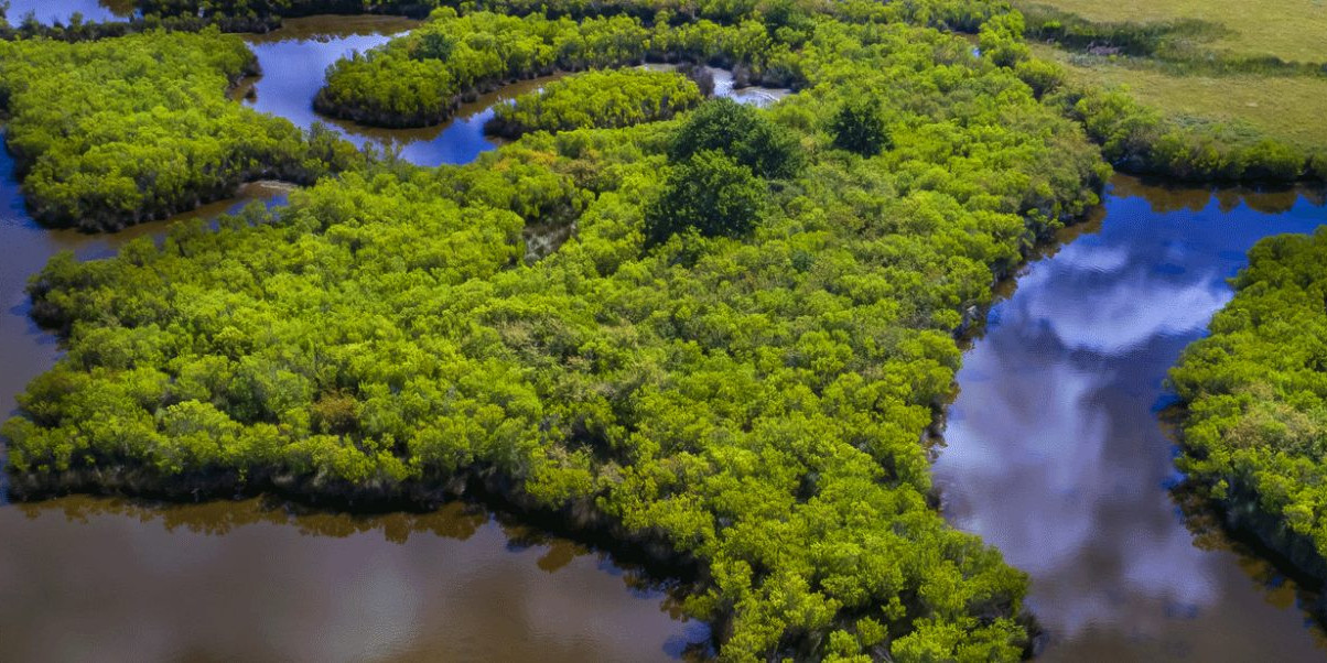 Delta de la Leyre