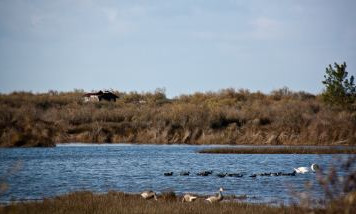 Parque ornitológico de Teich