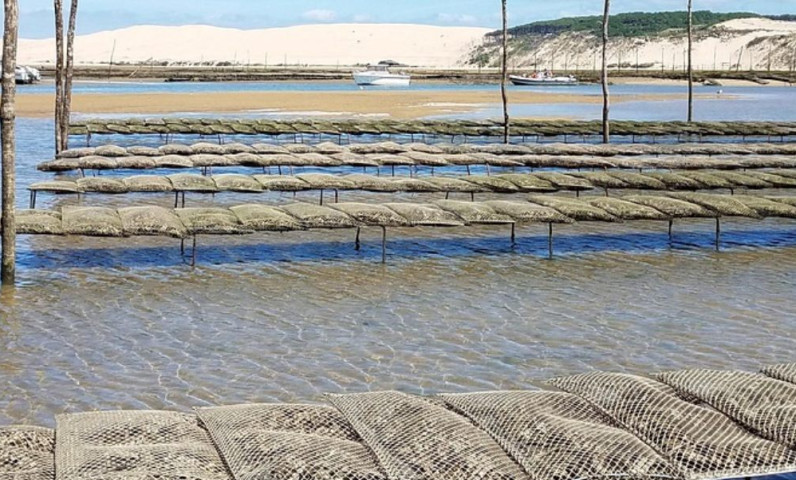 Huîtres du Bassin d'Arcachon