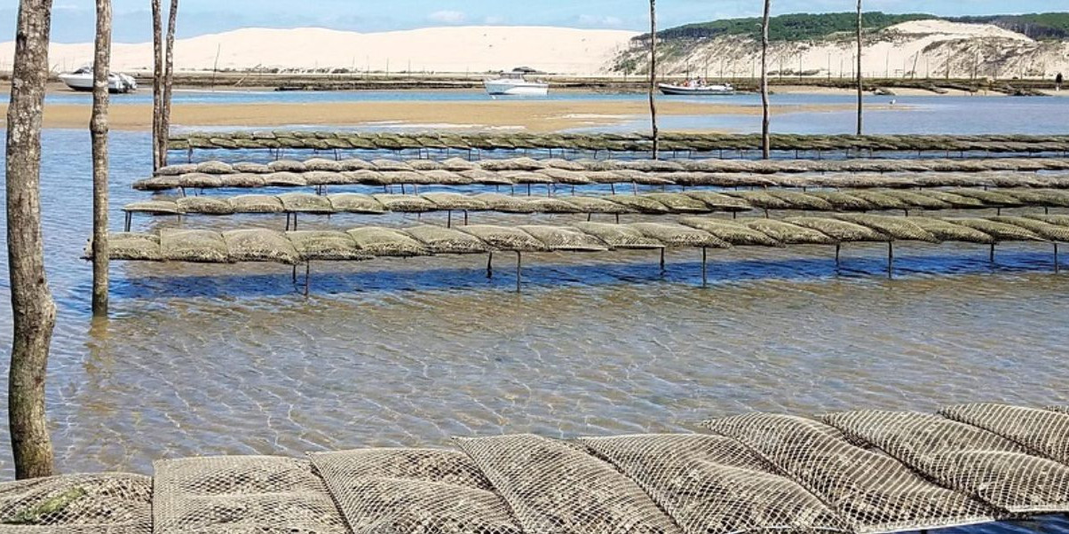 Huîtres du Bassin d'Arcachon