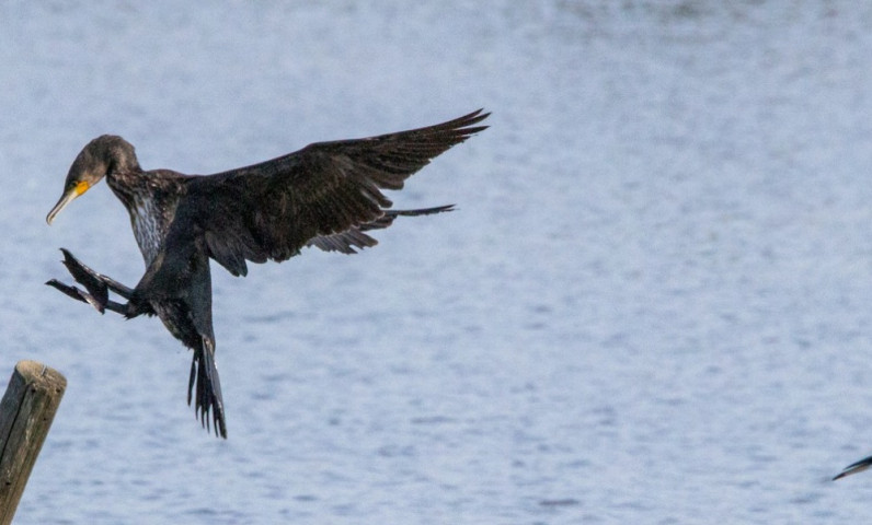Parc ornithologique du Teich