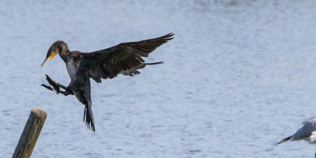 Parc ornithologique du Teich