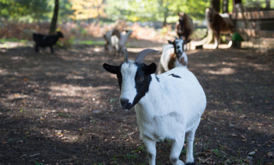 Camping met boerderij La Teste